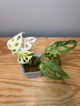 Load image into Gallery viewer, 123. Monstera Adansonii Variegated