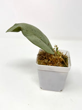 Load image into Gallery viewer, Hoya Mitrata Silver F