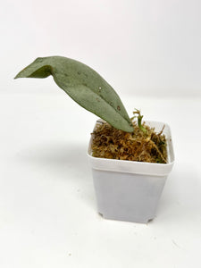 Hoya Mitrata Silver F