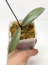 Load image into Gallery viewer, Hoya Pubicalyx Pink Silver Ghost E