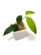Load image into Gallery viewer, Hoya Campanulata