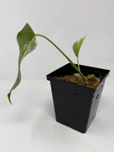 Load image into Gallery viewer, Monstera Deliciosa Albo Variegated N