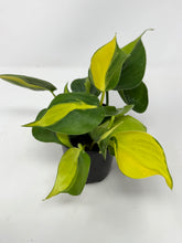 Load image into Gallery viewer, Philodendron Brazil