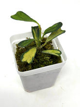 Load image into Gallery viewer, Hoya Manipurensis Variegated F
