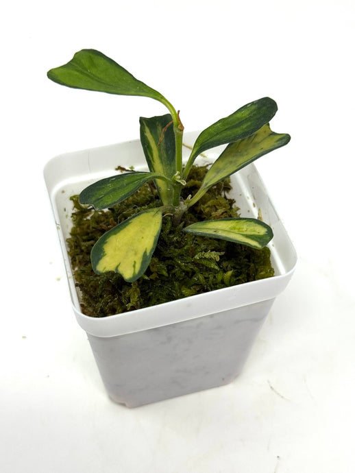Hoya Manipurensis Variegated F