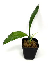 Load image into Gallery viewer, Philodendron Lynette ‘Campii’