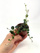 Load image into Gallery viewer, Codonanthe Devosiana 'Paula'