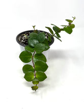Load image into Gallery viewer, Aeschynanthus Radicans Thai Pink