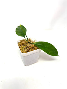 Hoya Praetorii