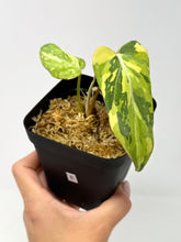 Load image into Gallery viewer, Philodendron Gloriosum Variegated E