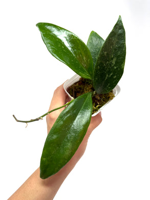 Hoya Ally (Memoria x IR26)