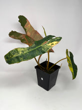 Load image into Gallery viewer, Philodendron Billietiae Variegated A