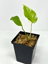 Load image into Gallery viewer, Monstera Deliciosa Albo Variegated L
