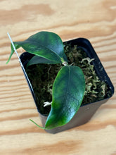 Load image into Gallery viewer, 176. Hoya Cystiantha