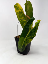 Load image into Gallery viewer, Philodendron Billietiae Variegated C