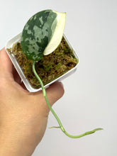 Load image into Gallery viewer, Scindapsus Mayari Variegated F