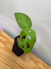 Load image into Gallery viewer, 128. Monstera Esqueleto