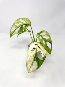 Monstera Adansonii Variegated F