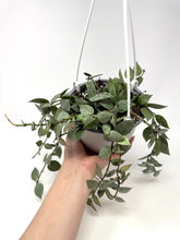 Load image into Gallery viewer, Hoya Lacunosa Super Silver 6” (Hanging Basket)