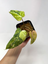 Load image into Gallery viewer, Philodendron Gloriosum Variegated G
