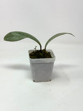 Load image into Gallery viewer, Hoya Pubicalyx Pink Silver Ghost B