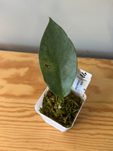 Load image into Gallery viewer, 305. Hoya Coriacea Silver