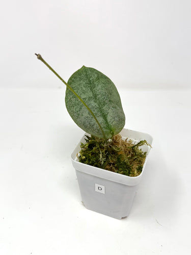 Hoya Mitrata Silver D