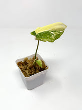Load image into Gallery viewer, Philodendron Gloriosum Variegated C