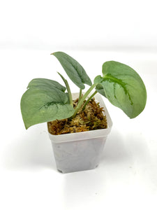 Scindapsus Pictus 'Platinum'