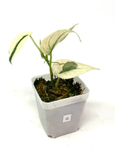 Load image into Gallery viewer, Scindapsus Mayari Variegated G