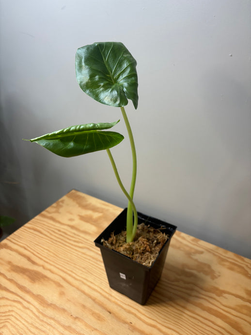 287. Alocasia Maccrorhiza Variegated (reverted)