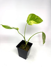 Load image into Gallery viewer, Monstera Deliciosa Aurea Variegated A