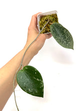 Load image into Gallery viewer, Hoya Glabra Silver F