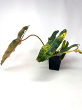 Load image into Gallery viewer, Philodendron Billietiae Variegated A