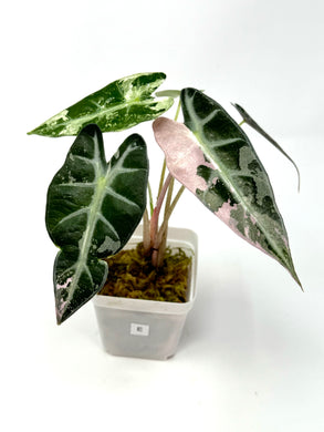 Alocasia Bambino Pink Variegated E