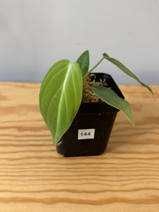 144. Philodendron Glorious
