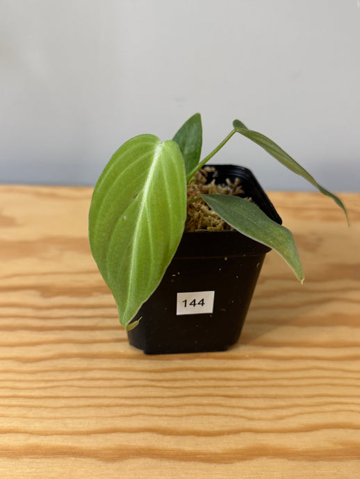 144. Philodendron Glorious