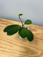 Load image into Gallery viewer, 90. Hoya Kerrii Variegated (inner)