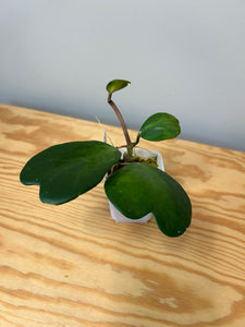 90. Hoya Kerrii Variegated (inner)