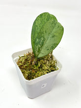 Load image into Gallery viewer, Hoya Meena Silver  (H. Crassipetiolata Splash x H. 'Michele') B