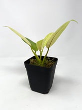 Load image into Gallery viewer, Philodendron Whipple Way C