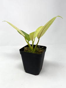 Philodendron Whipple Way C