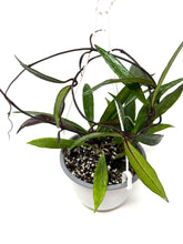Load image into Gallery viewer, Hoya Pubicalyx 6” Hanging Basket