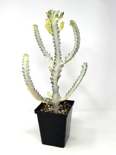 Load image into Gallery viewer, Euphorbia Lactea ‘White Ghost’ (large size) (Ships within Canada only)