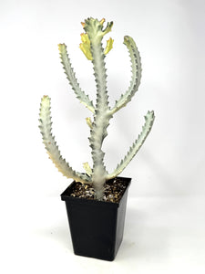 Euphorbia Lactea ‘White Ghost’ (large size) (Ships within Canada only)