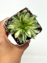 Load image into Gallery viewer, Haworthia Hanabi Variegated (Ships within Canada only)