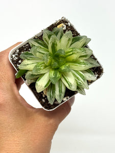 Haworthia Hanabi Variegated (Ships within Canada only)