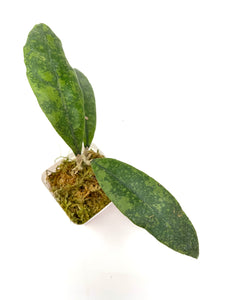 Hoya Lambii Silver E