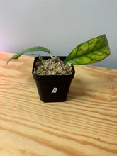 Load image into Gallery viewer, 6. Hoya Deykeae