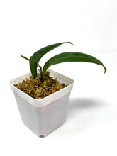 Load image into Gallery viewer, Hoya Amicabilis
